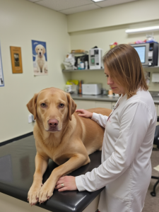 Dog Walking, Health Benefits, Crestview Fl,