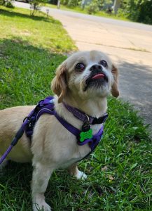 pet prepared, hurricane prepared 