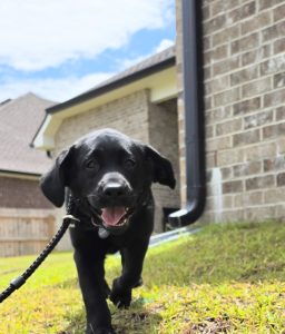 Dog Walker, Crestview
